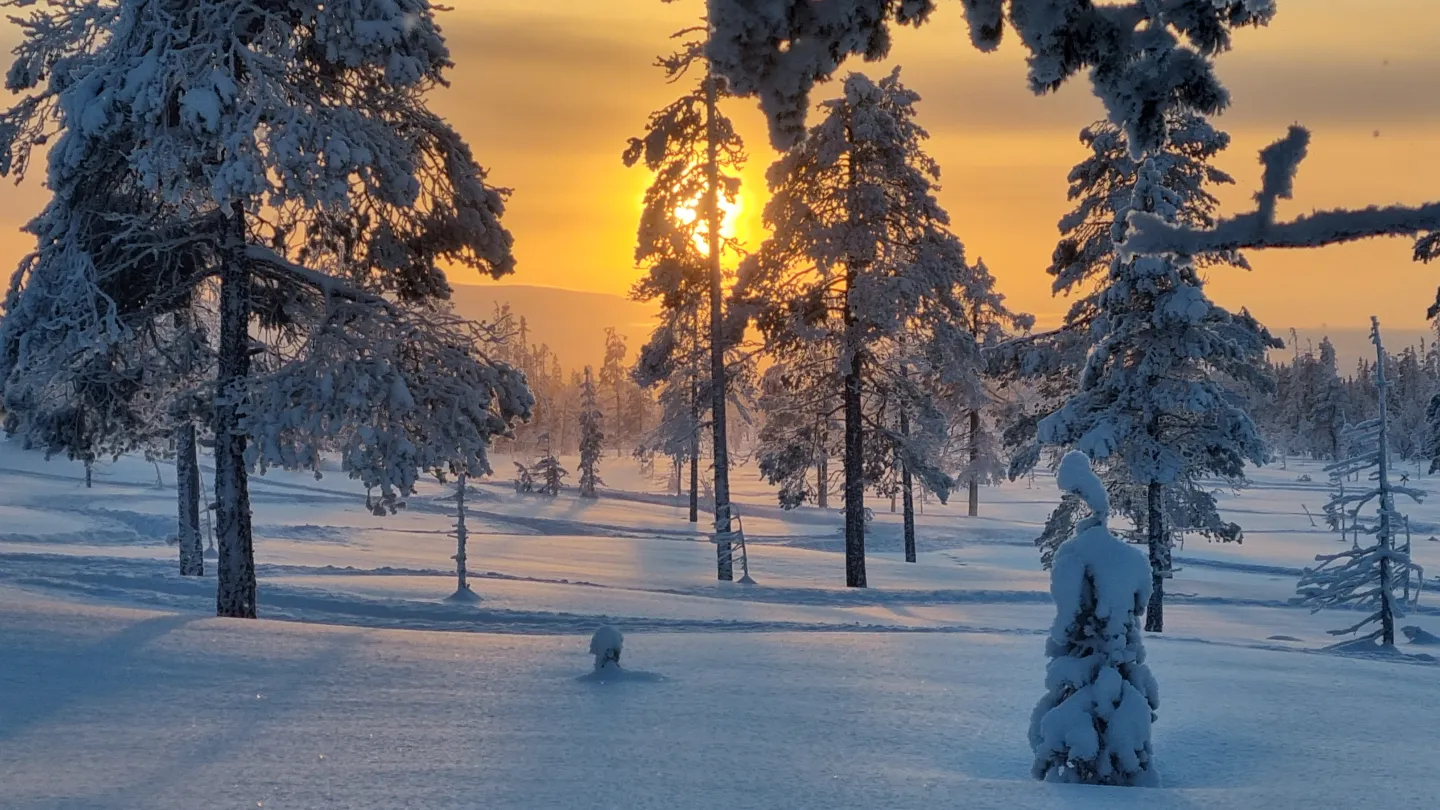 solnedgång